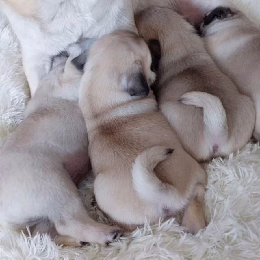 Pug Puppies Ready for Reservation Males and Females Available in Sa...