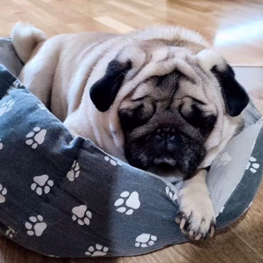 Pug Puppies Ready for Reservation Males and Females Available in Sa...