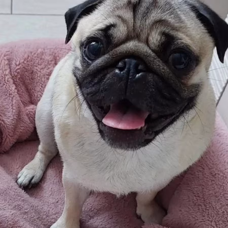Pug Puppies Ready for Reservation Males and Females Available in Sa...