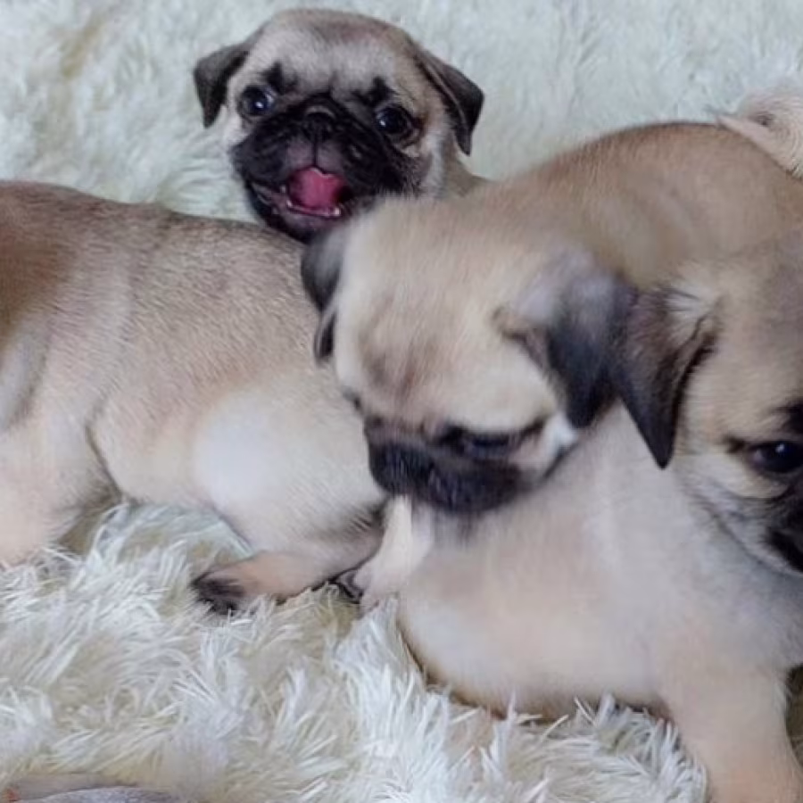 Pug Puppies Ready for Reservation Males and Females Available in Sa...