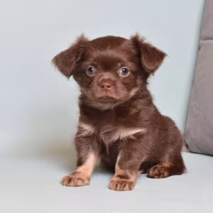 Chihuahua Puppies for Sale in Texas (TX)