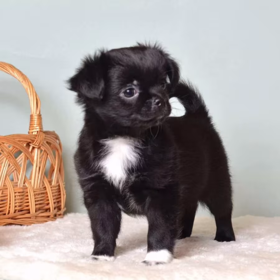 Chihuahua Puppies for Sale in Texas (TX)