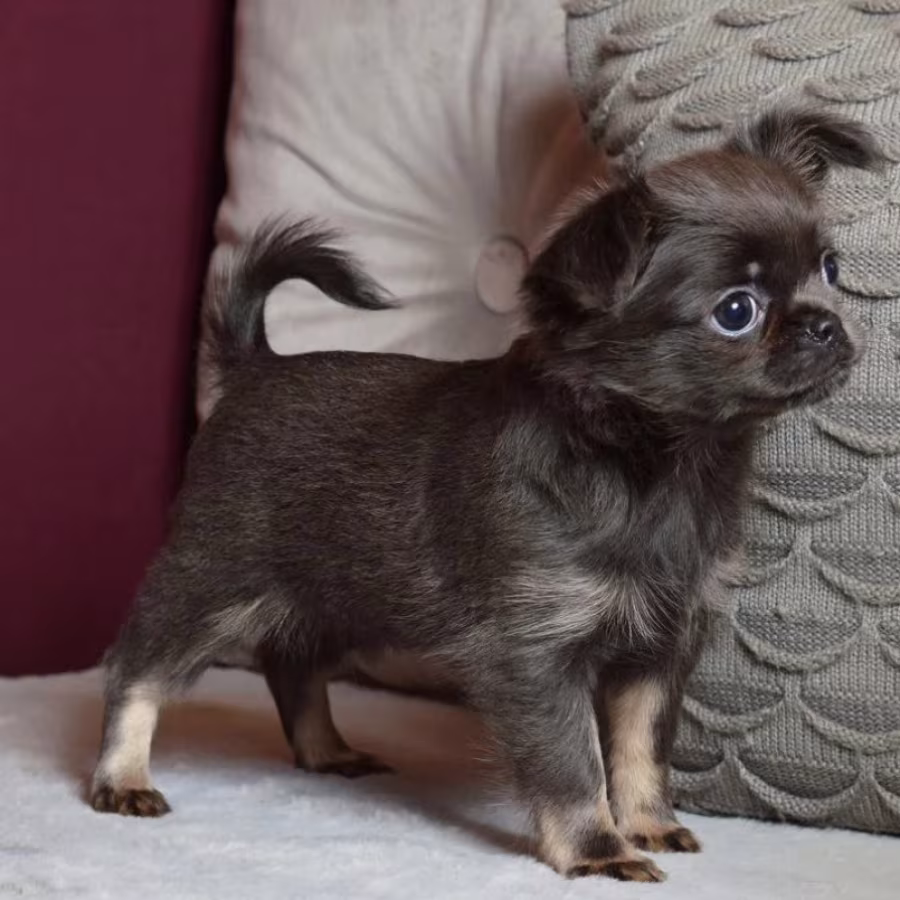 Chihuahua Puppies for Sale in Texas (TX)