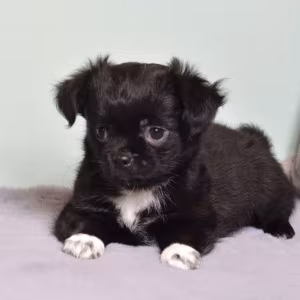 Chihuahua Puppies for Sale in Texas (TX)