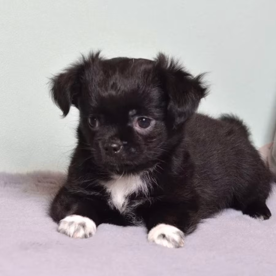 Chihuahua Puppies for Sale in Texas (TX)