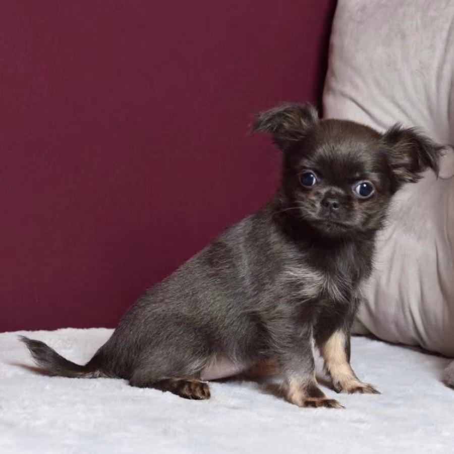 Chihuahua Puppies for Sale in Texas (TX)