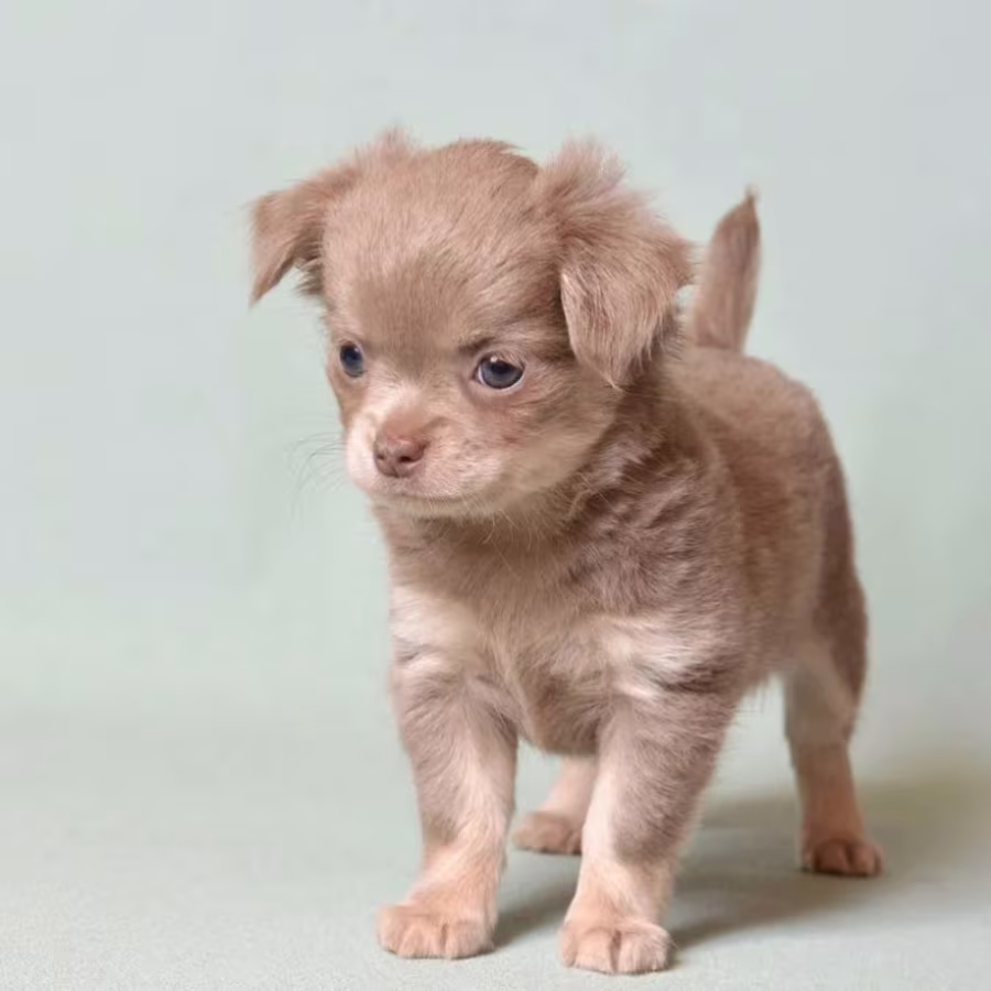 Chihuahua Puppies for Sale in Texas (TX)