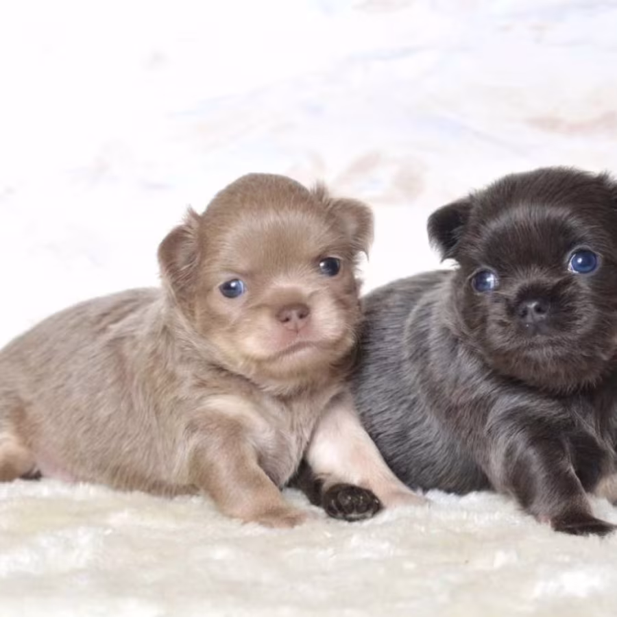 Chihuahua Puppies for Sale in Texas (TX)