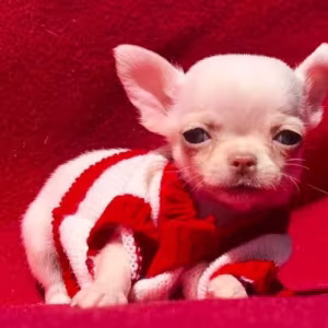 Chihuahua Boy for Sale in Denver, Colorado (CO) 12 Weeks Old