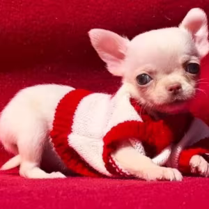 Chihuahua Boy for Sale in Denver, Colorado (CO) 12 Weeks Old