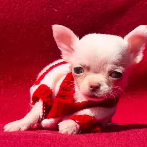 Chihuahua Boy for Sale in Denver, Colorado (CO) 12 Weeks Old