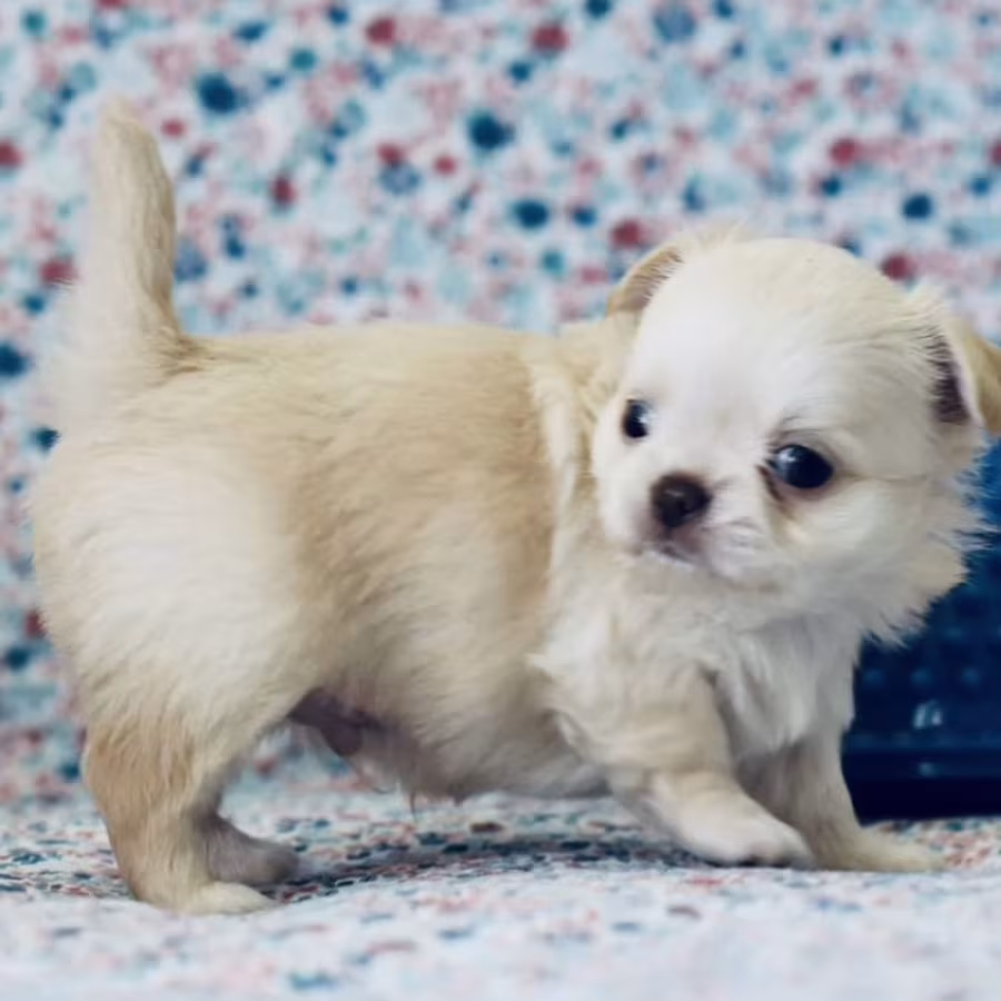 Chihuahua Boy and Girl for Sale in Queens, New York (NY) 8 Weeks Old