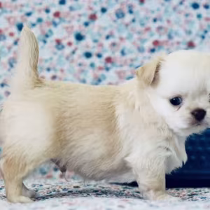 Chihuahua Boy and Girl for Sale in Queens, New York (NY) 8 Weeks Old