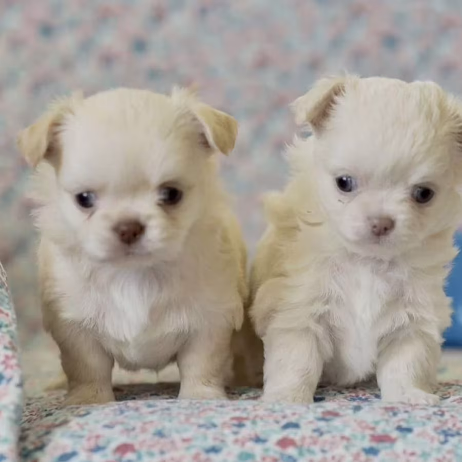 Chihuahua Boy and Girl for Sale in Queens, New York (NY) 8 Weeks Old