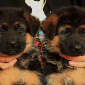 German Shepherd Puppies for Sale in Texas (TX)