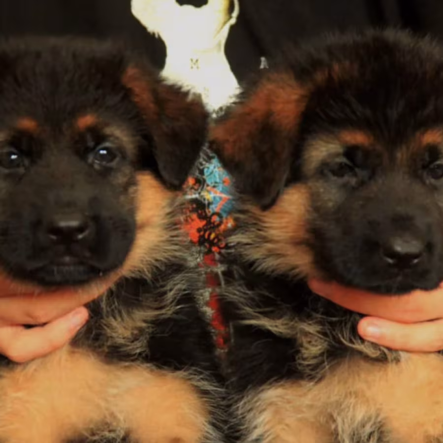 German Shepherd Puppies for Sale in Texas (TX)