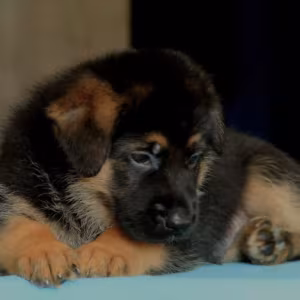 German Shepherd Puppies for Sale in Texas (TX)