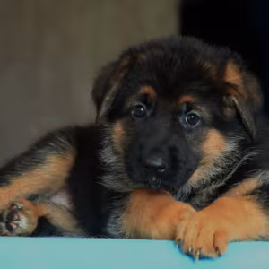 German Shepherd Puppies for Sale in Texas (TX)