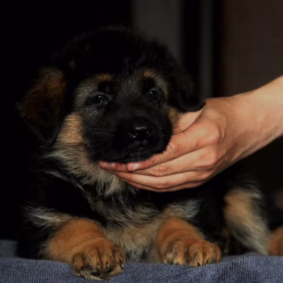 German Shepherd Puppies for Sale in Texas (TX)