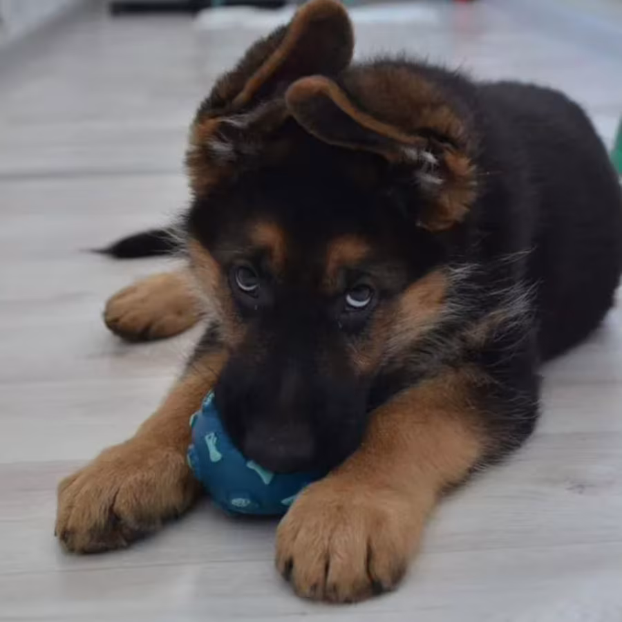 German Shepherd Girl 12 Weeks Old for Sale in the Bronx, New York (NY)