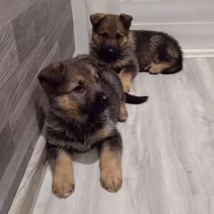 Two German Shepherd Girls Ready for Adoption in Houston, Texas (TX)