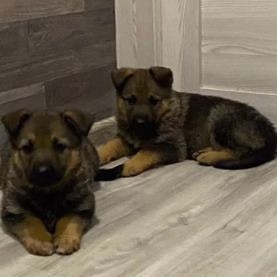 Two German Shepherd Girls Ready for Adoption in Houston, Texas (TX)