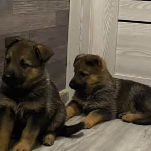 Two German Shepherd Girls Ready for Adoption in Houston, Texas (TX)