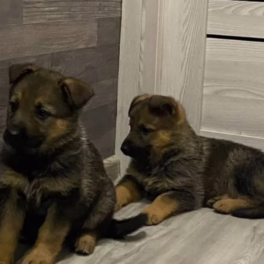 Two German Shepherd Girls Ready for Adoption in Houston, Texas (TX)