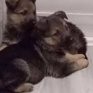 Two German Shepherd Girls Ready for Adoption in Houston, Texas (TX)