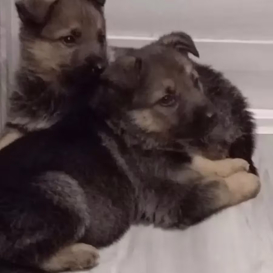 Two German Shepherd Girls Ready for Adoption in Houston, Texas (TX)