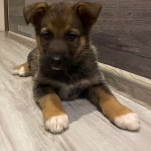 Two German Shepherd Girls Ready for Adoption in Houston, Texas (TX)