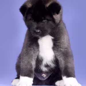 Akita Puppies for Sale in Florida (FL)