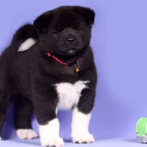 Akita Puppies for Sale in Florida (FL)