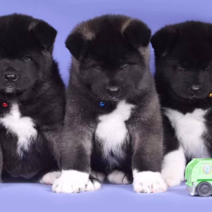 Akita Puppies for Sale in Florida (FL)