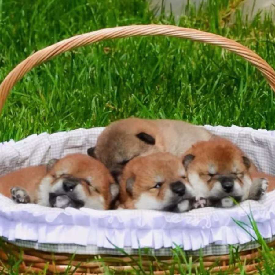 Akita Girls Looking for a Home in Detroit (Michigan)