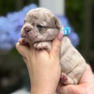 Hairless AKC French Bulldog puppies in Georgiaadopt your new best f...