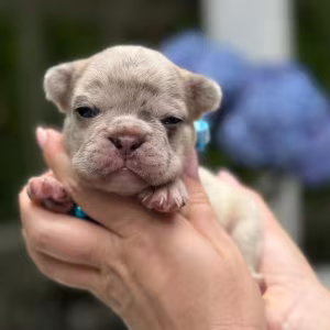 Hairless AKC French Bulldog puppies in Georgiaadopt your new best f...