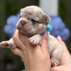 Hairless AKC French Bulldog puppies in Georgiaadopt your new best f...