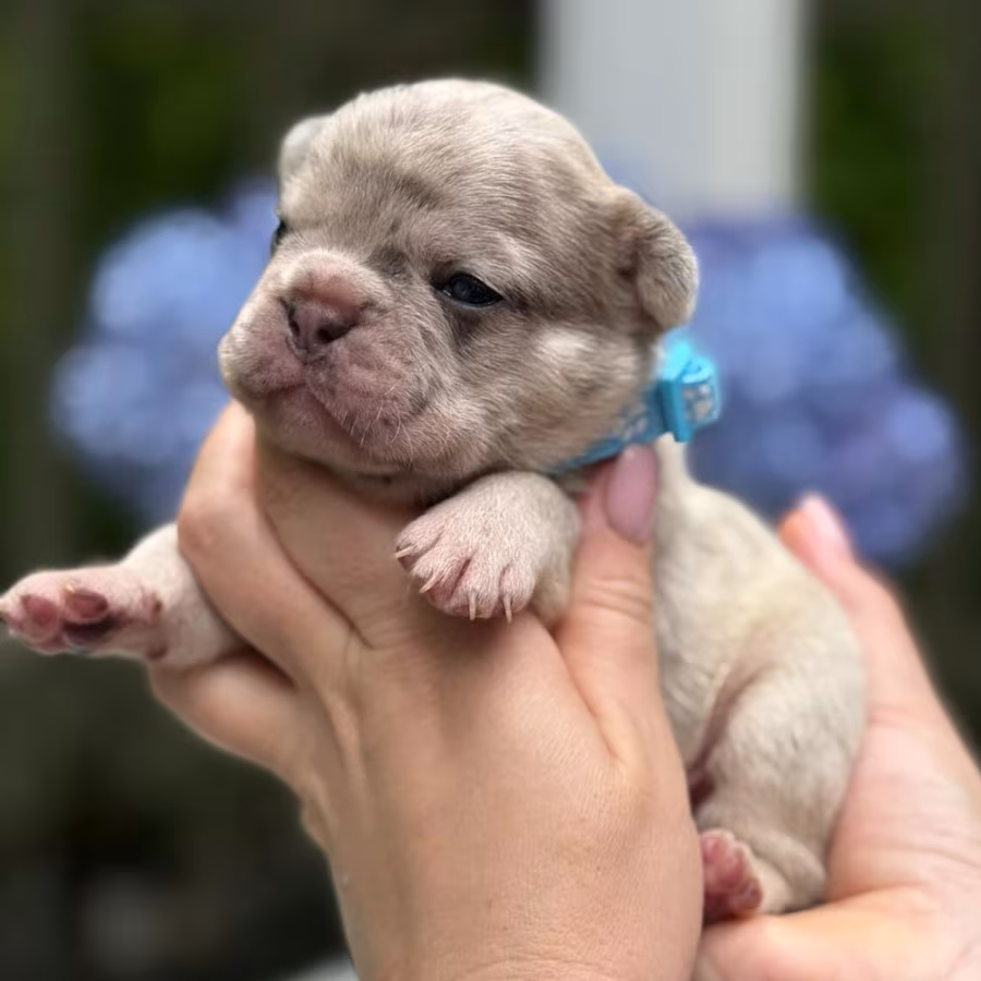 Hairless AKC French Bulldog puppies in Georgiaadopt your new best f...
