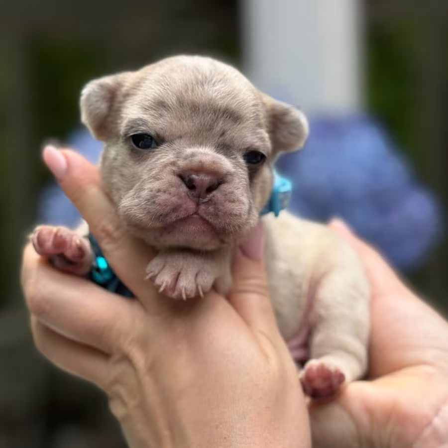Hairless AKC French Bulldog puppies in Georgiaadopt your new best f...