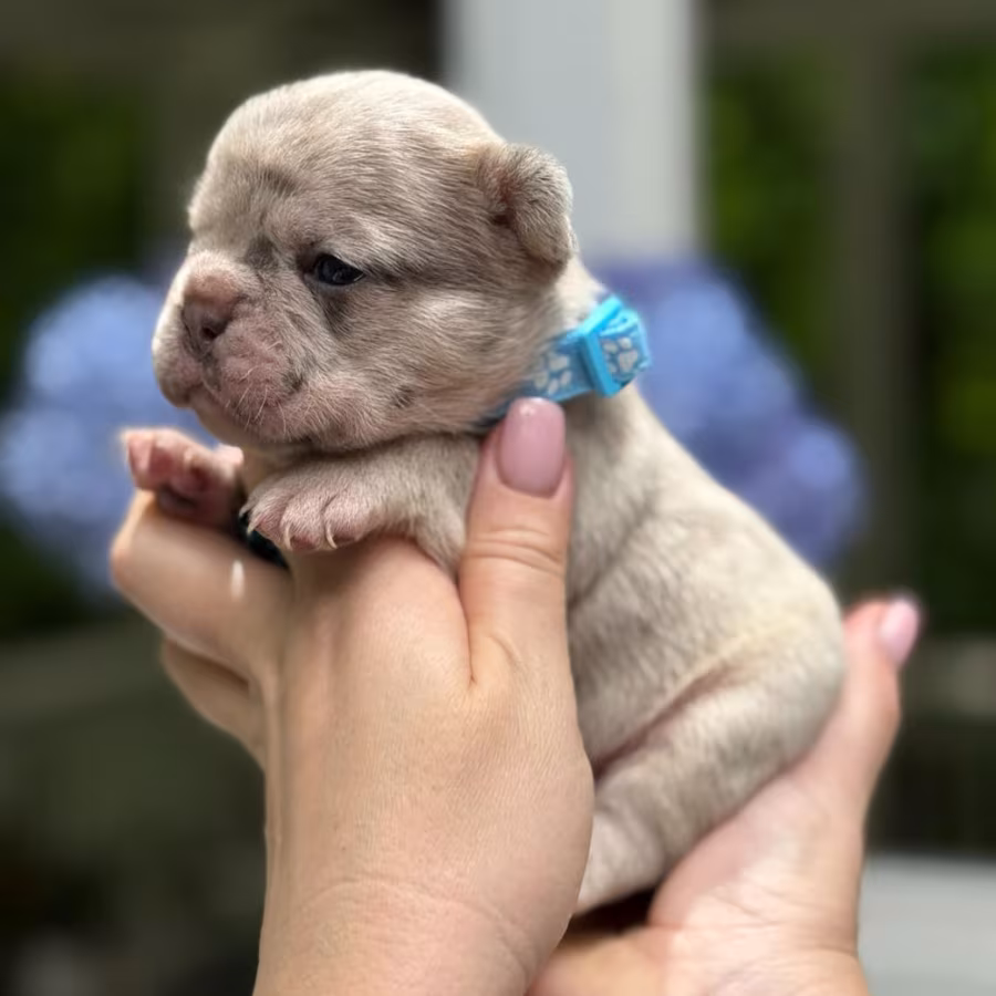 Hairless AKC French Bulldog puppies in Georgiaadopt your new best f...