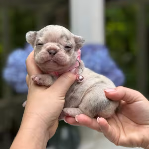 Playful AKC French Bulldog puppies in Georgia, ready to join your h...
