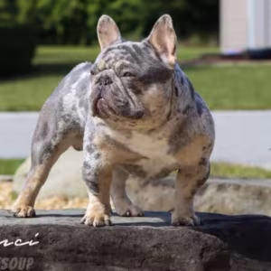 Playful AKC French Bulldog puppies in Georgia, ready to join your h...