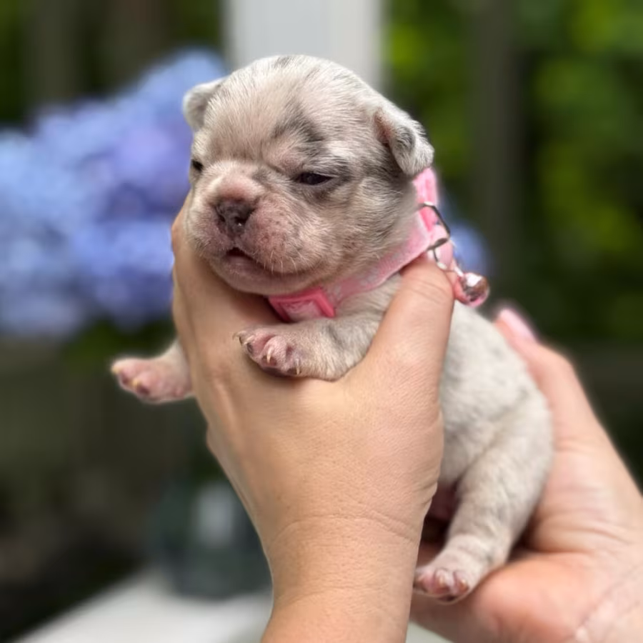 Playful AKC French Bulldog puppies in Georgia, ready to join your h...