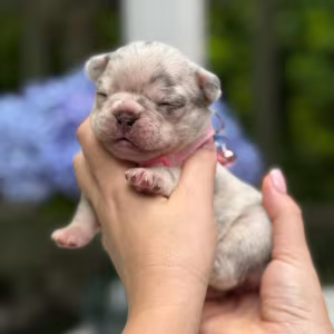 Playful AKC French Bulldog puppies in Georgia, ready to join your h...