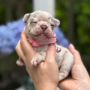 Playful AKC French Bulldog puppies in Georgia, ready to join your h...