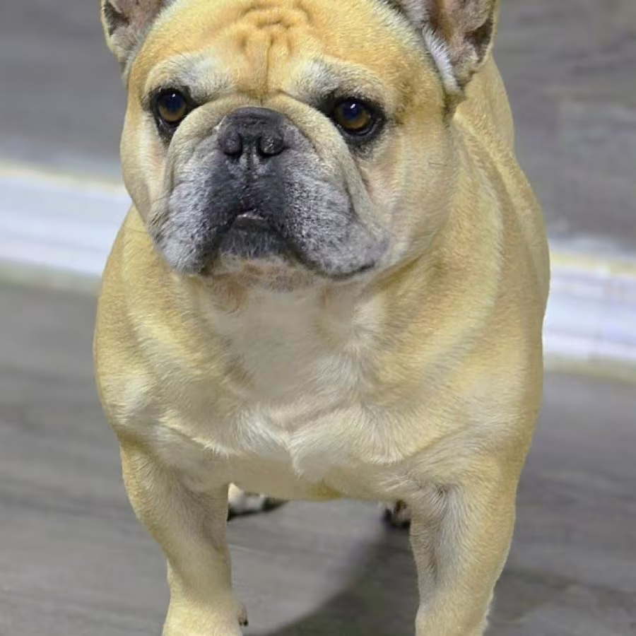 Playful AKC French Bulldog puppies in Georgia, ready to join your h...