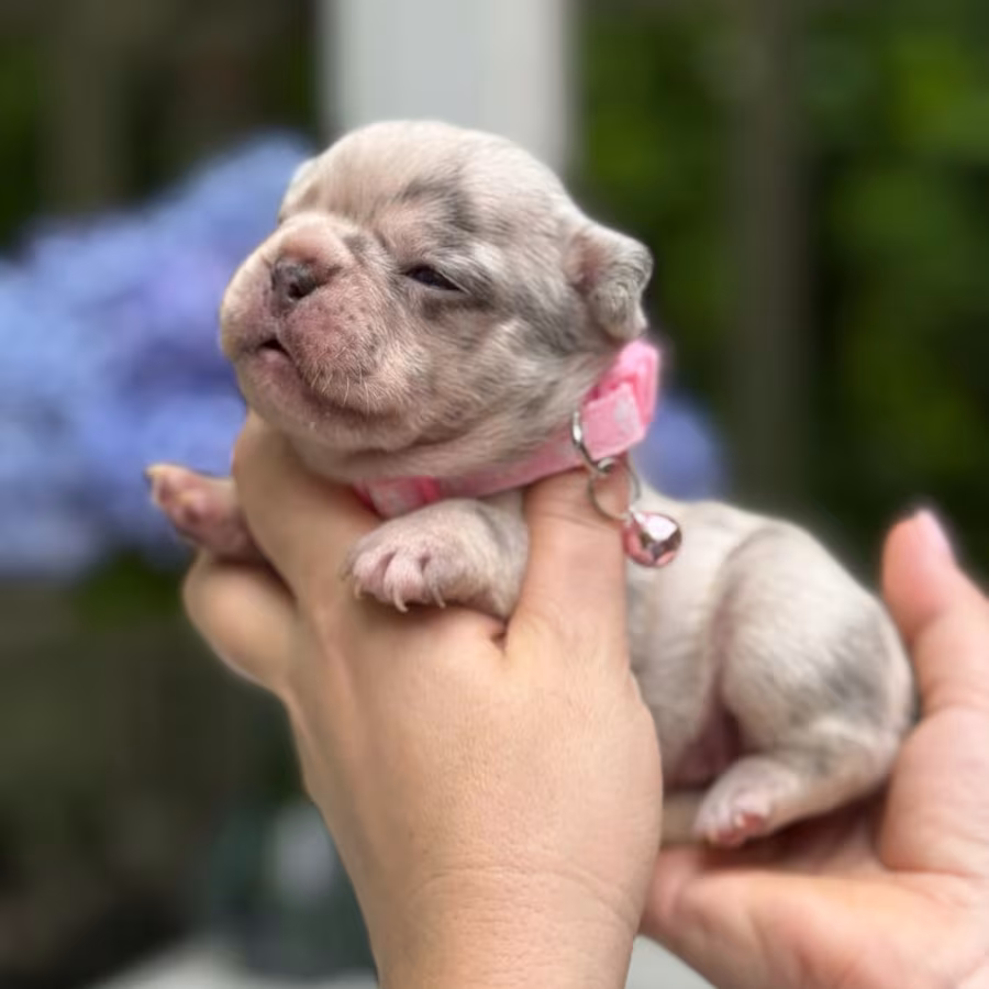 Playful AKC French Bulldog puppies in Georgia, ready to join your h...