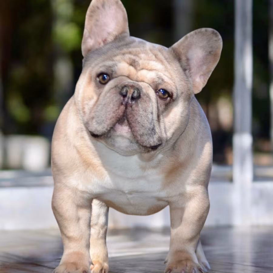 Playful AKC French Bulldog puppies in Georgia, ready to join your h...