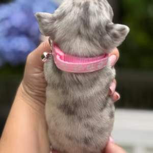 Playful AKC French Bulldog puppies in Georgia, ready to join your h...